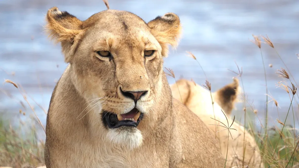 Serengeti