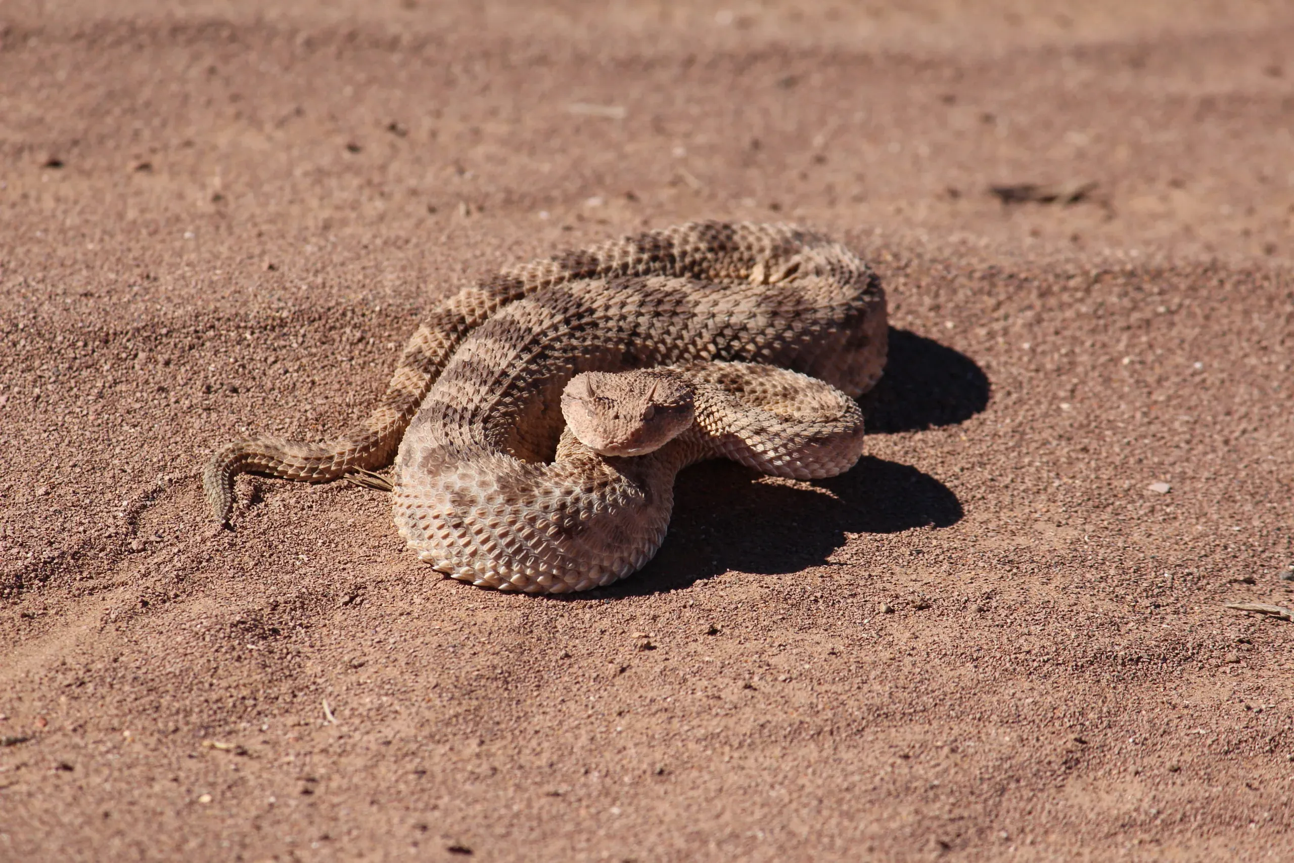 MAROCCO – HORNED VIPE