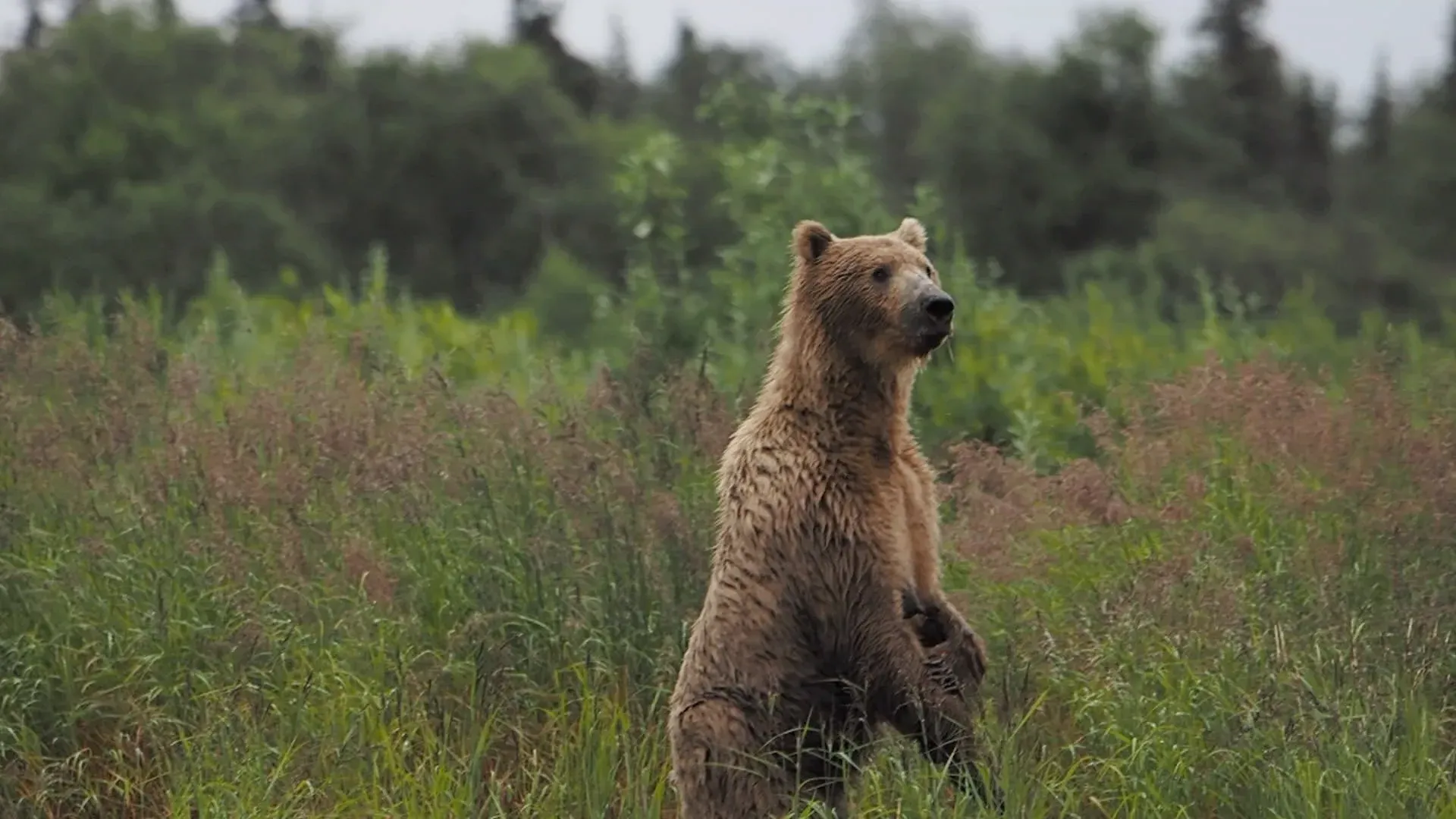 bears around Alagnak Lodge/Alaska