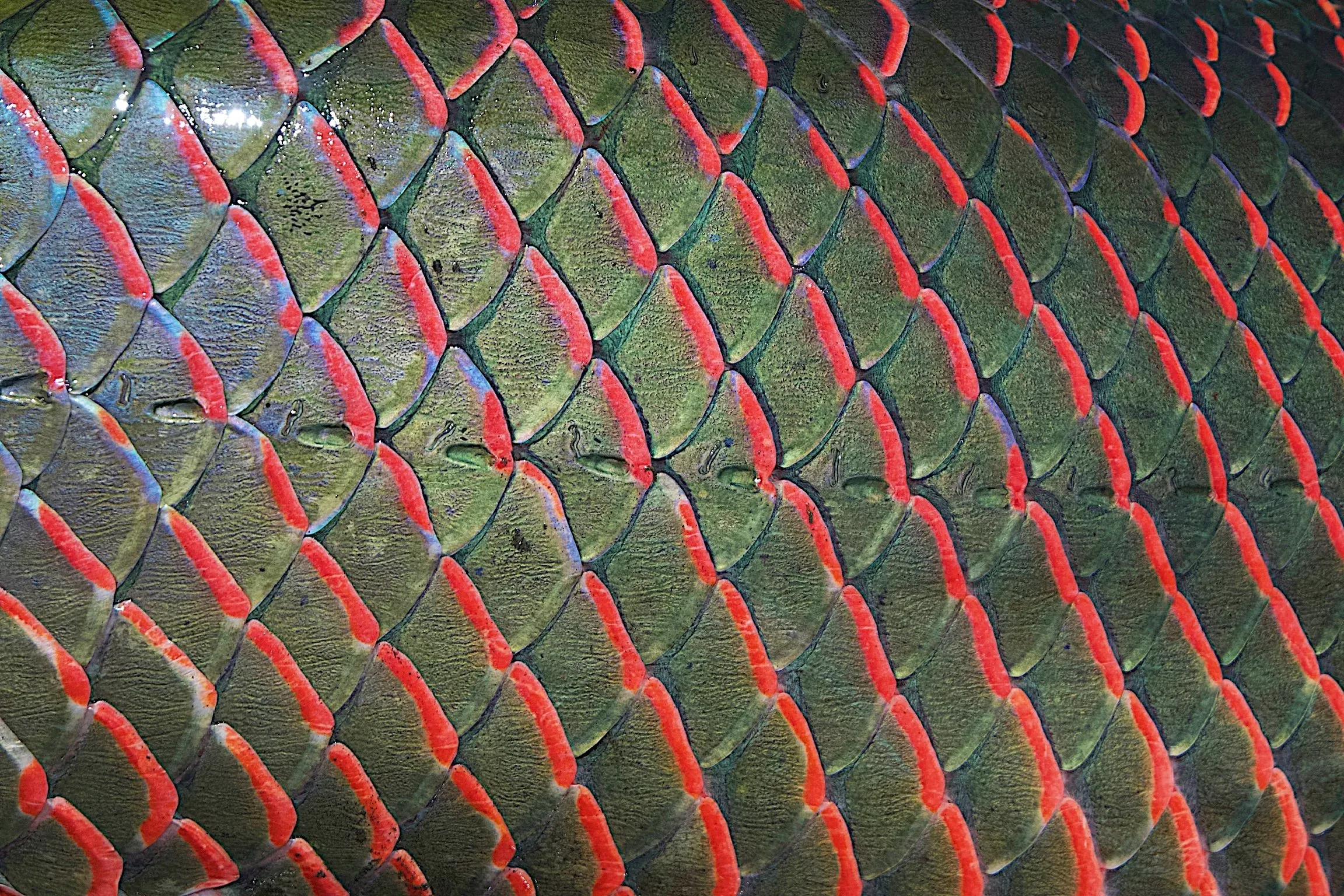 Brazil – fly fish for Arapaima (Pirarucú)