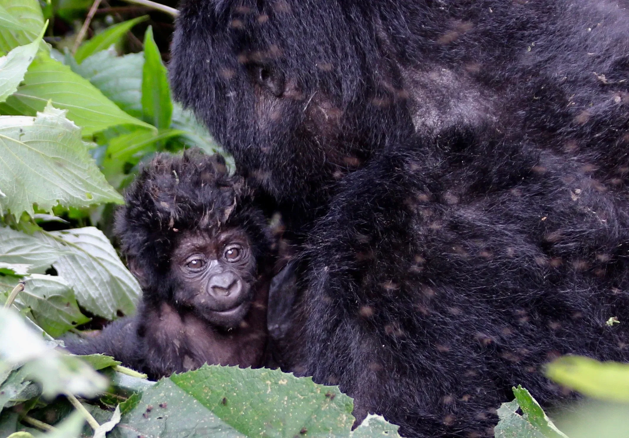 Gorilla Baby in Uganda