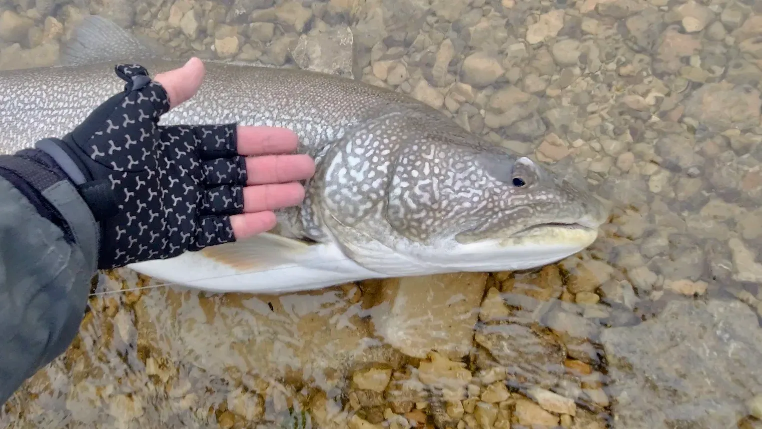 fly fishing for namaycush in Nunavut