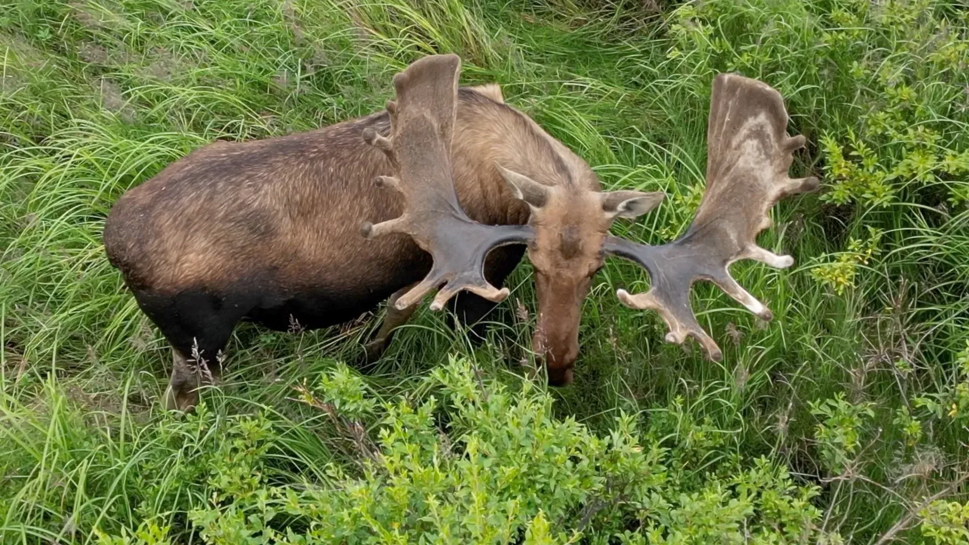 Moose around Alagnak Lodge – Alaska
