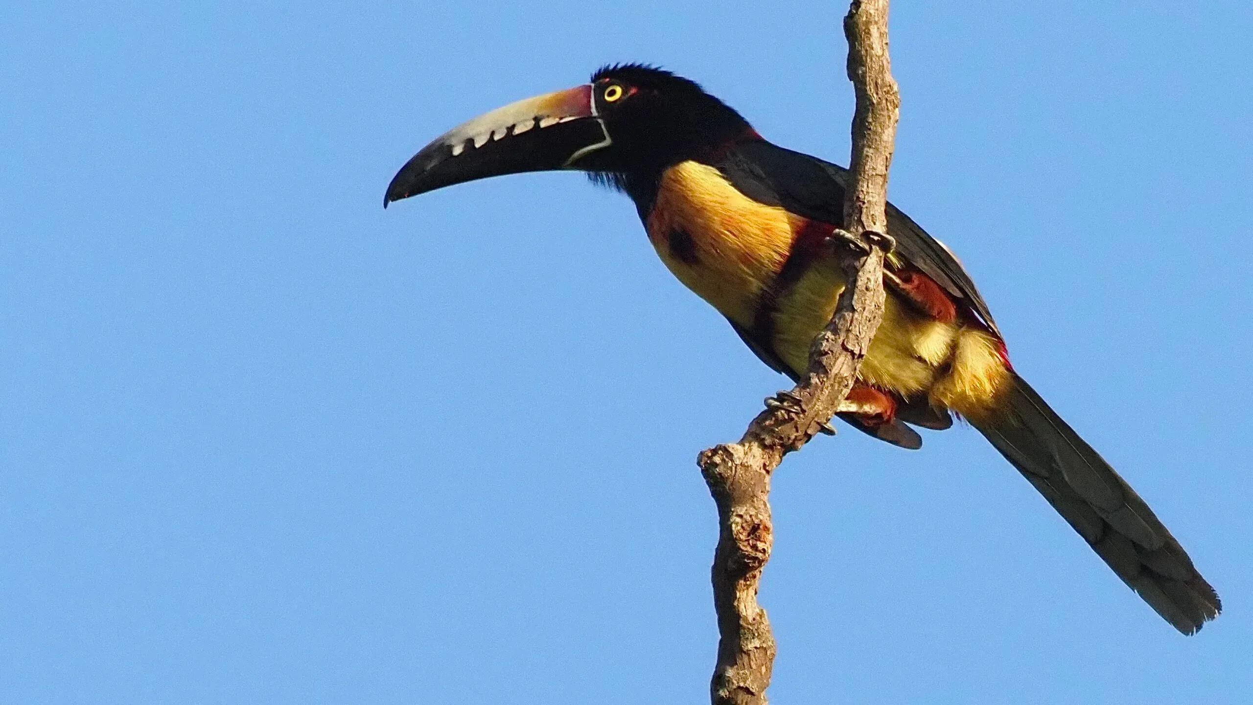 Guatemala – birding tour