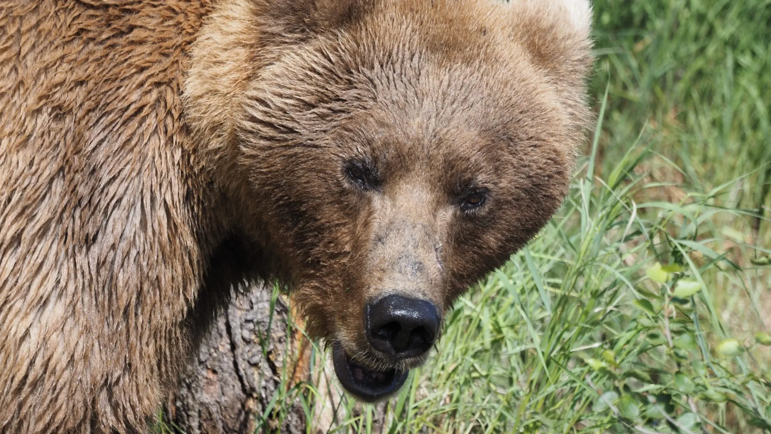 bears in Katmai