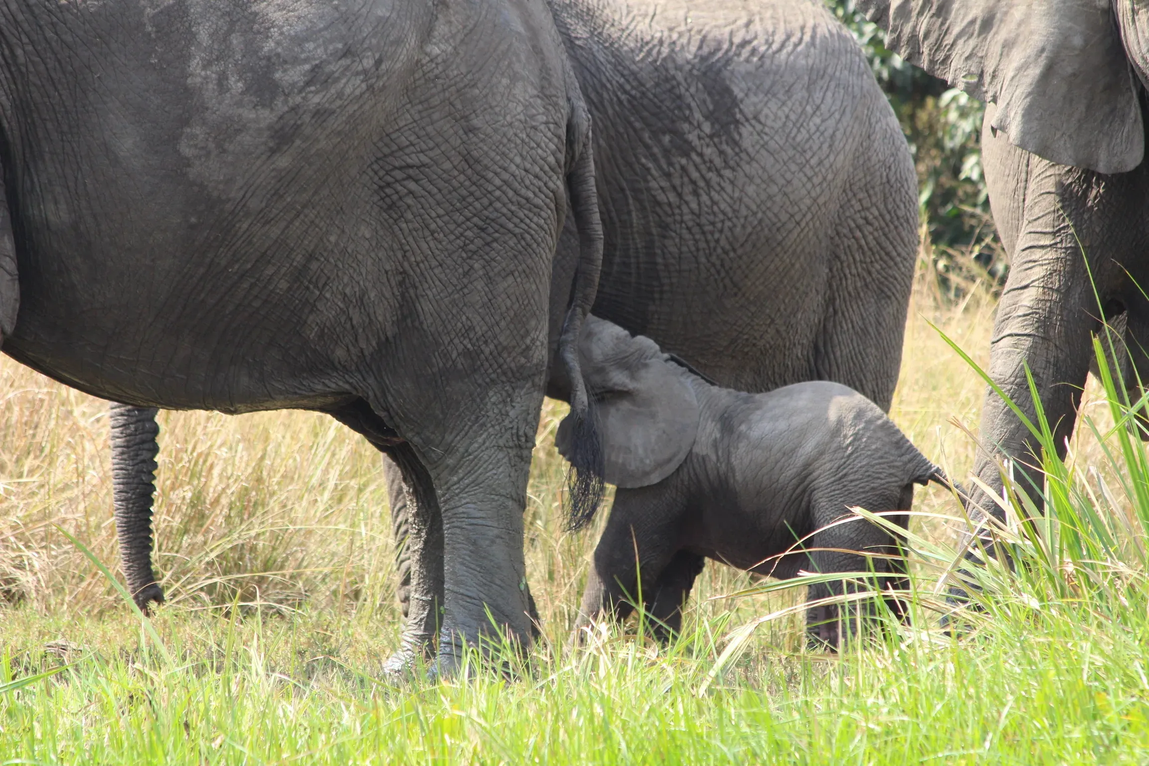 Elephants in Kruger National Park