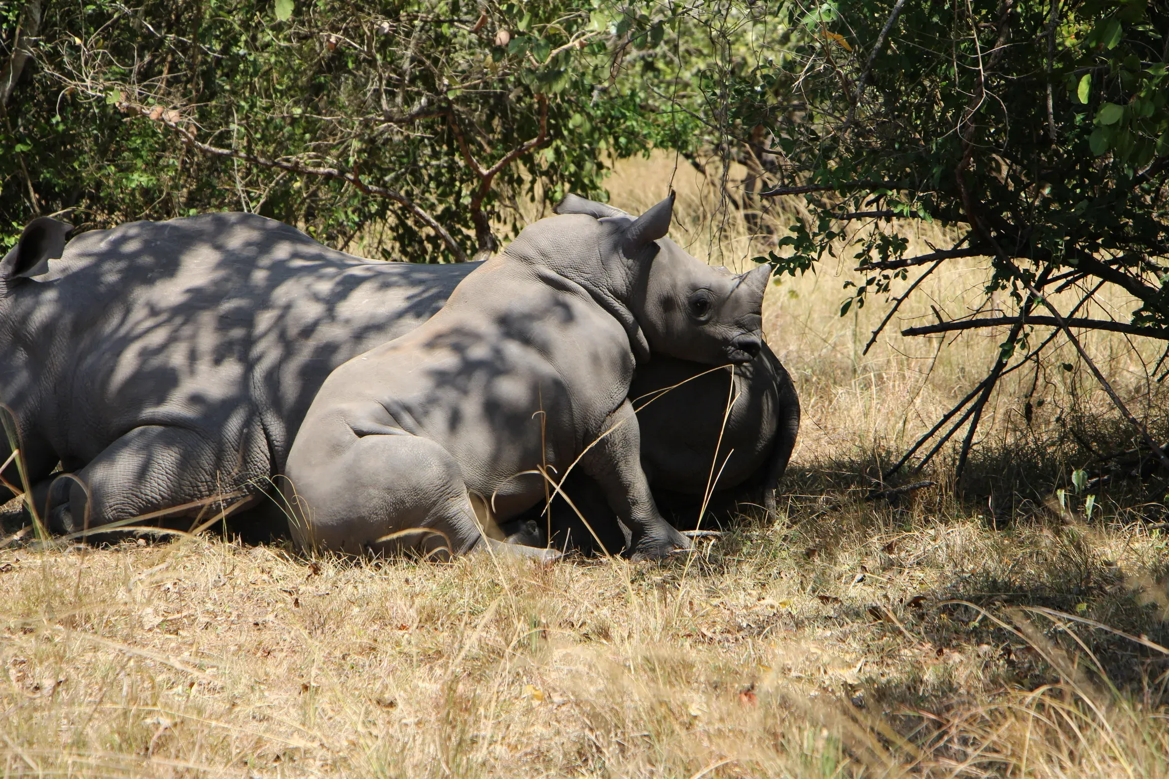 Baby rhino in Uganda