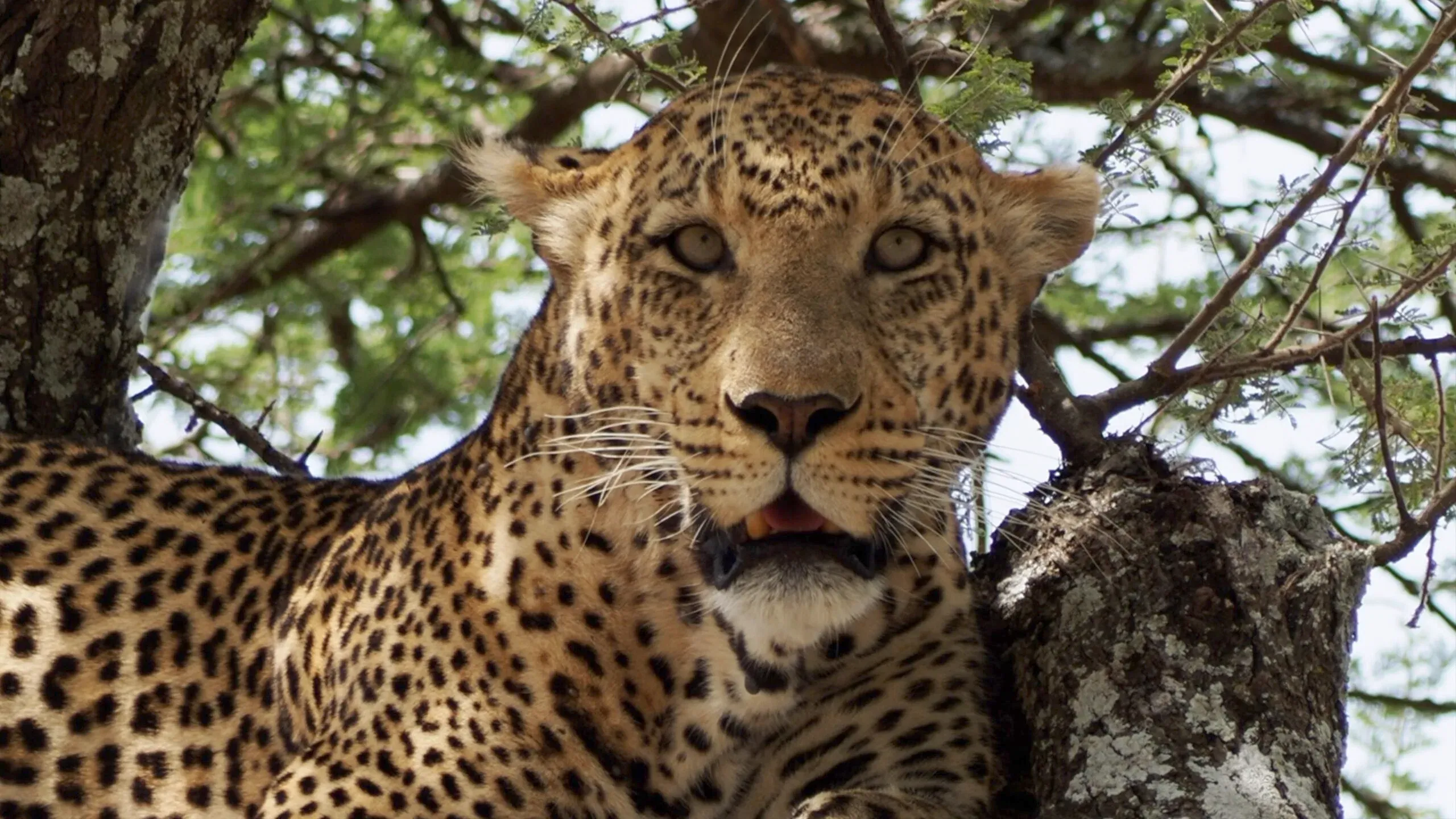lepard in serengeti – tanzania