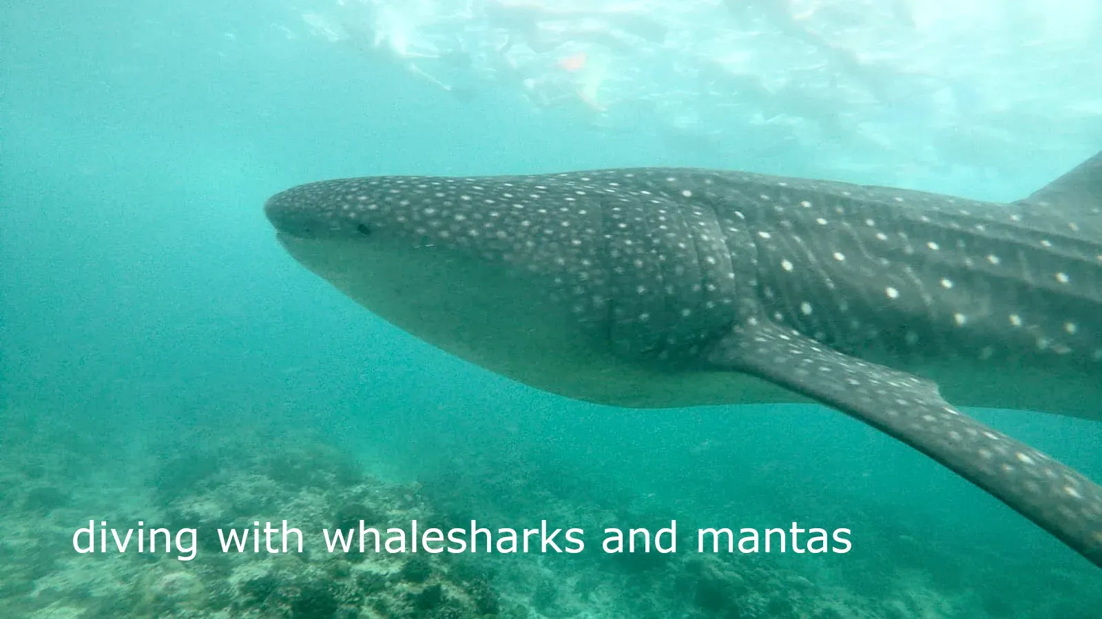 whalesharks and mantas